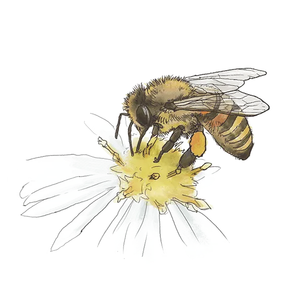Die Hummel