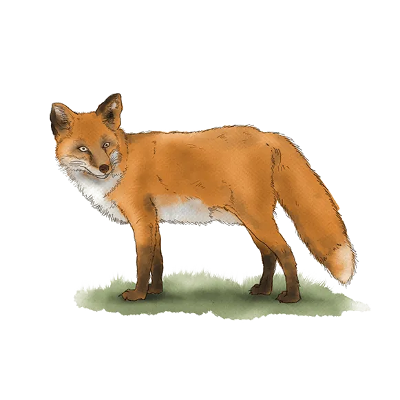 Die Hummel