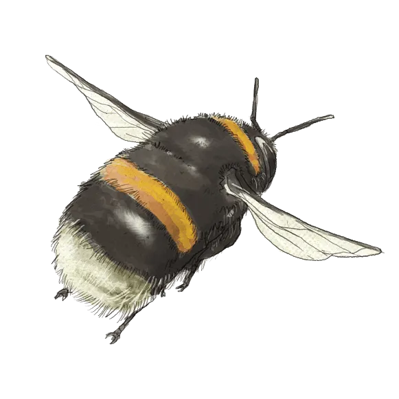 Die Hummel