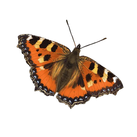 Die Hummel